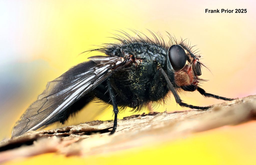 Postcards with close up photographs of insects and other invertebrates