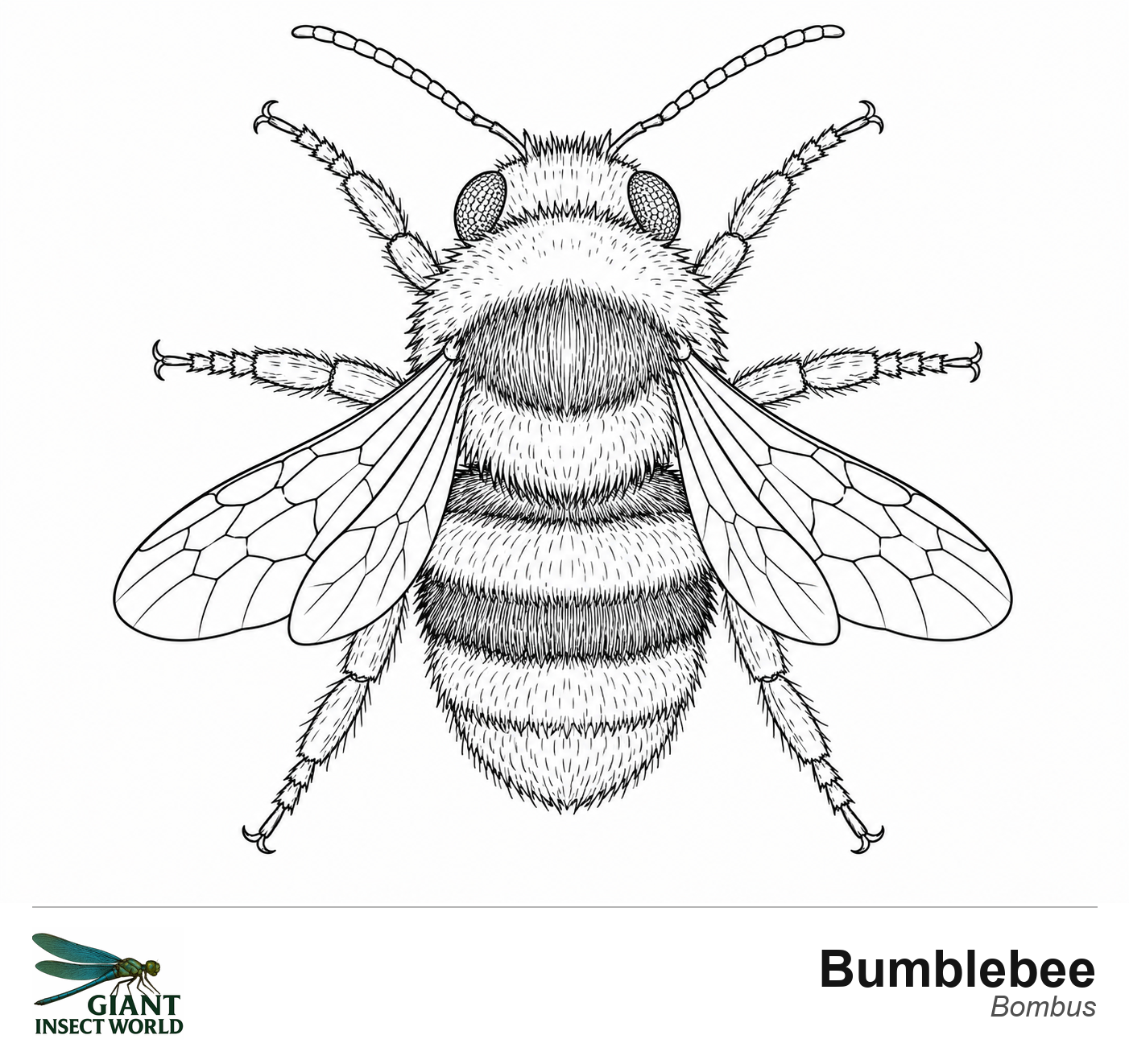 Colouring insects