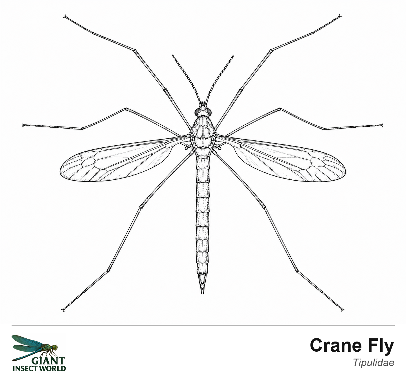 Colouring insects