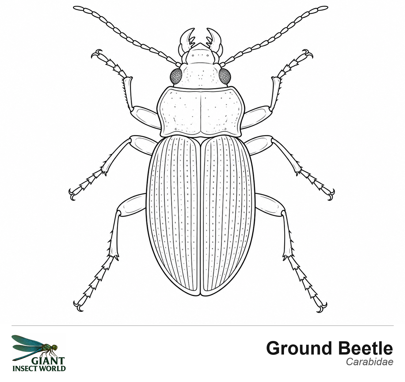 Colouring insects