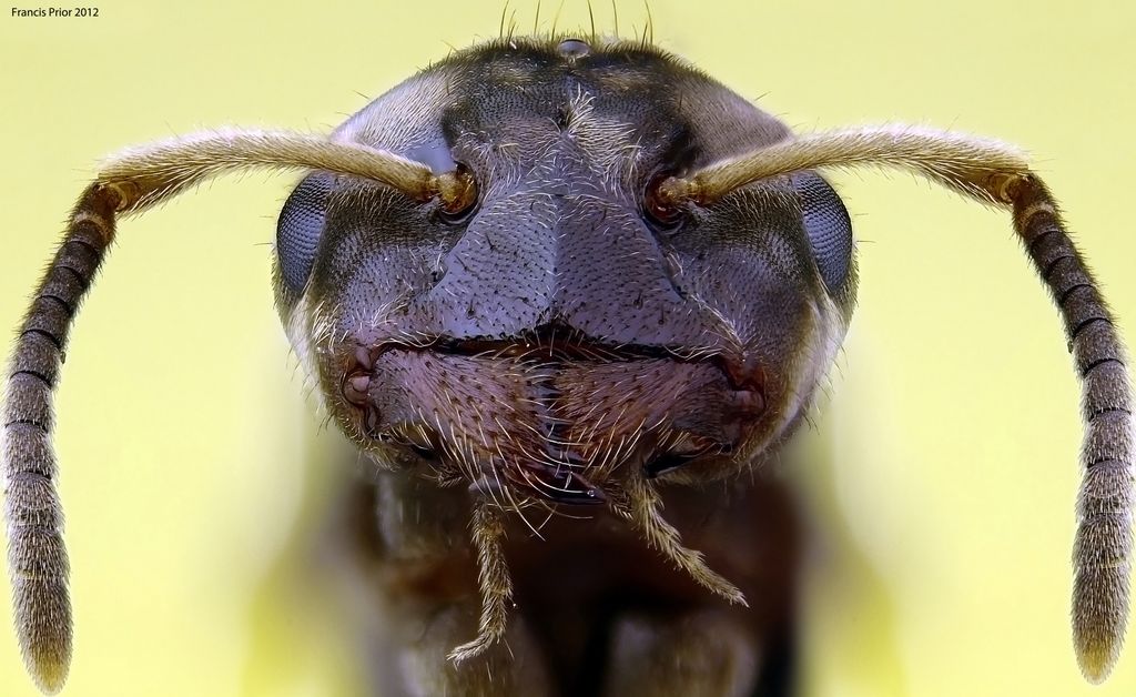 Postcards with close up photographs of insects and other invertebrates
