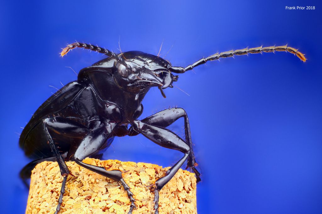 Postcards with close up photographs of insects and other invertebrates