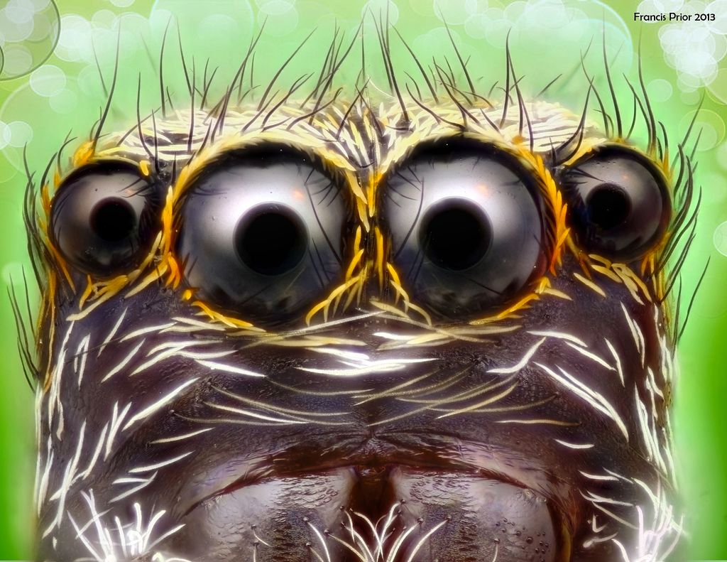 Postcards with close up photographs of insects and other invertebrates