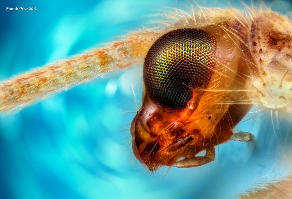 Postcards with close up photographs of insects and other invertebrates