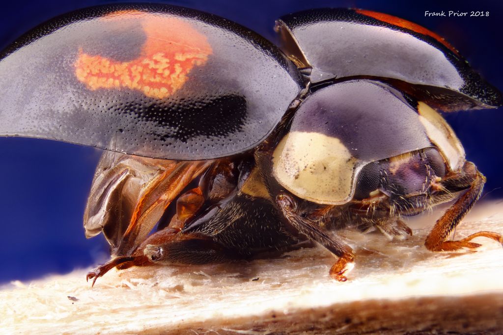 Postcards with close up photographs of insects and other invertebrates