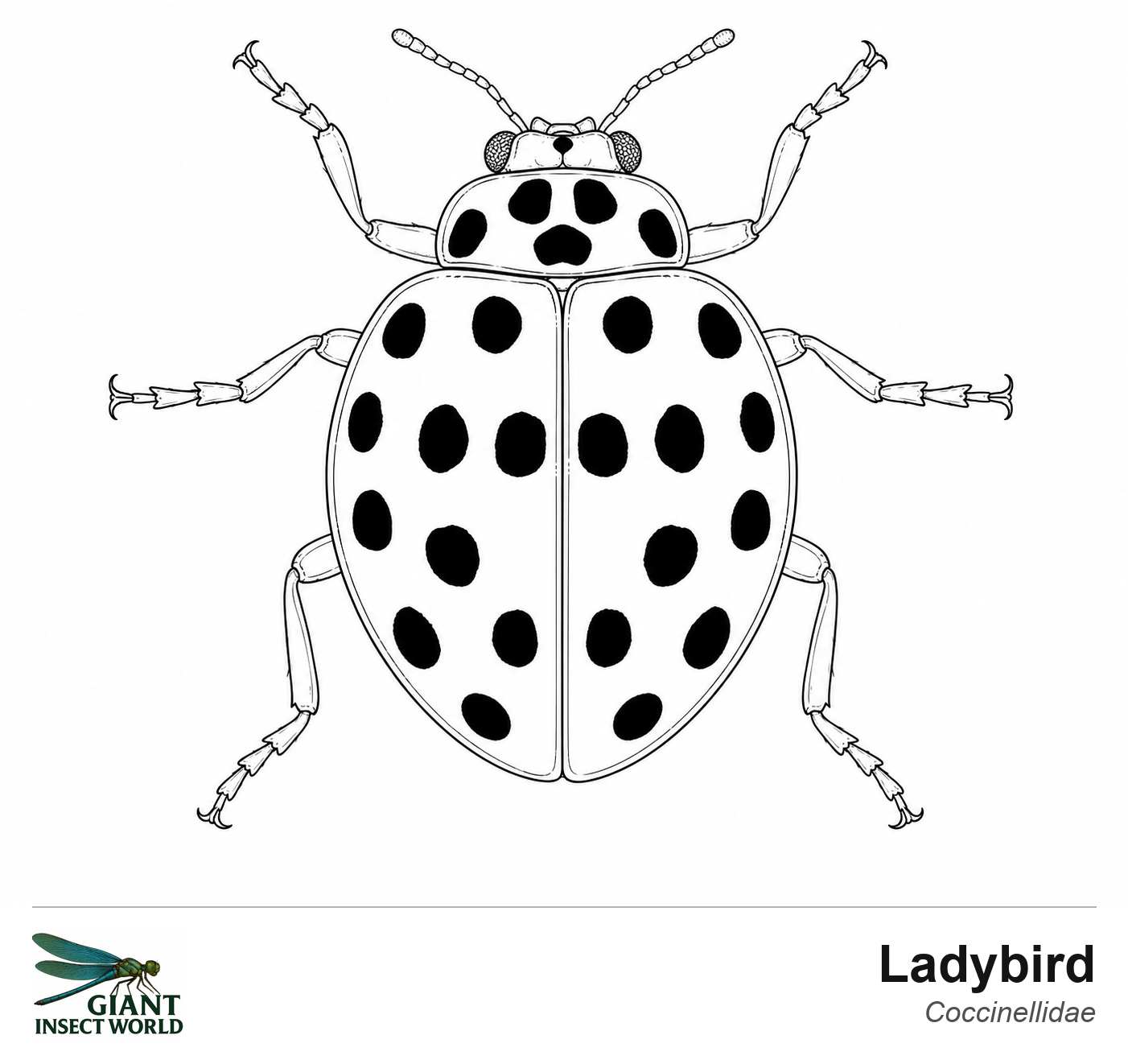 Colouring insects