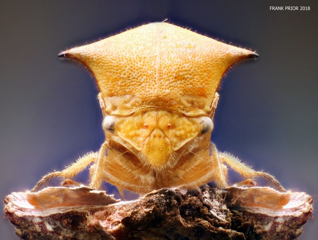 Postcards with close up photographs of insects and other invertebrates