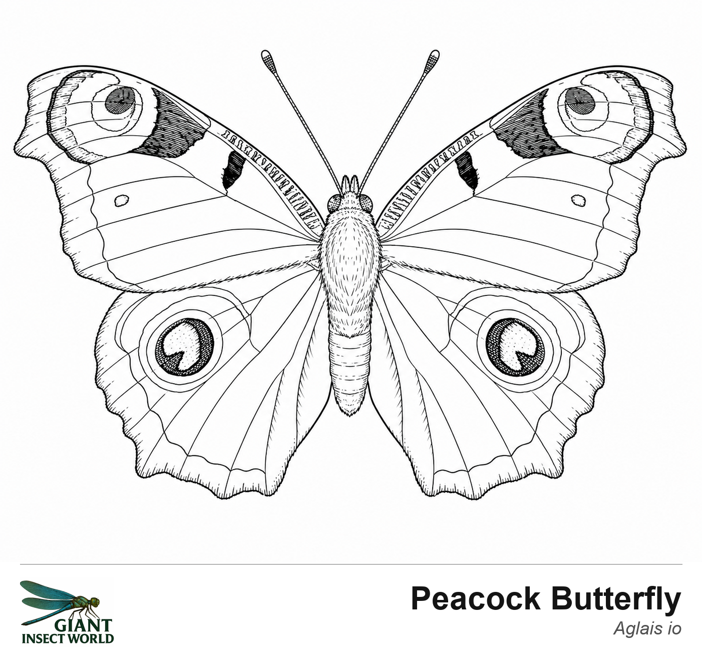 Colouring insects