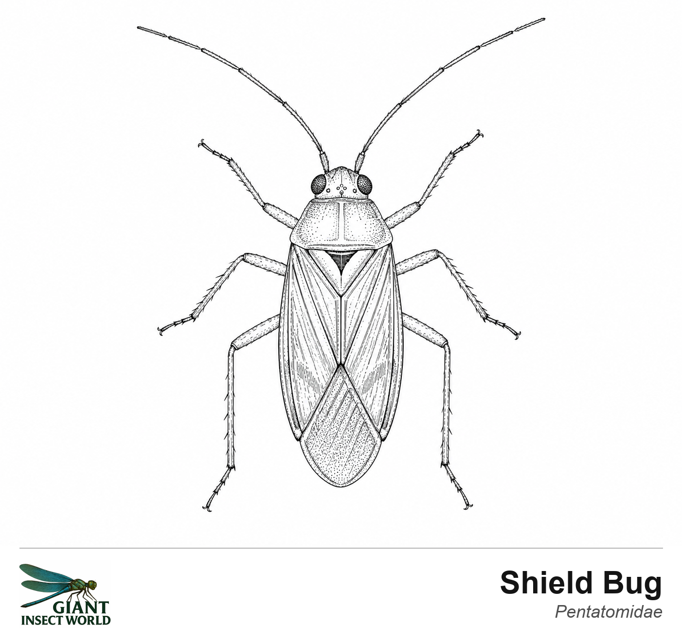 Colouring insects