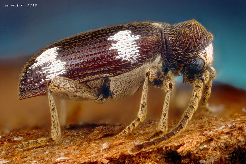 Postcards with close up photographs of insects and other invertebrates