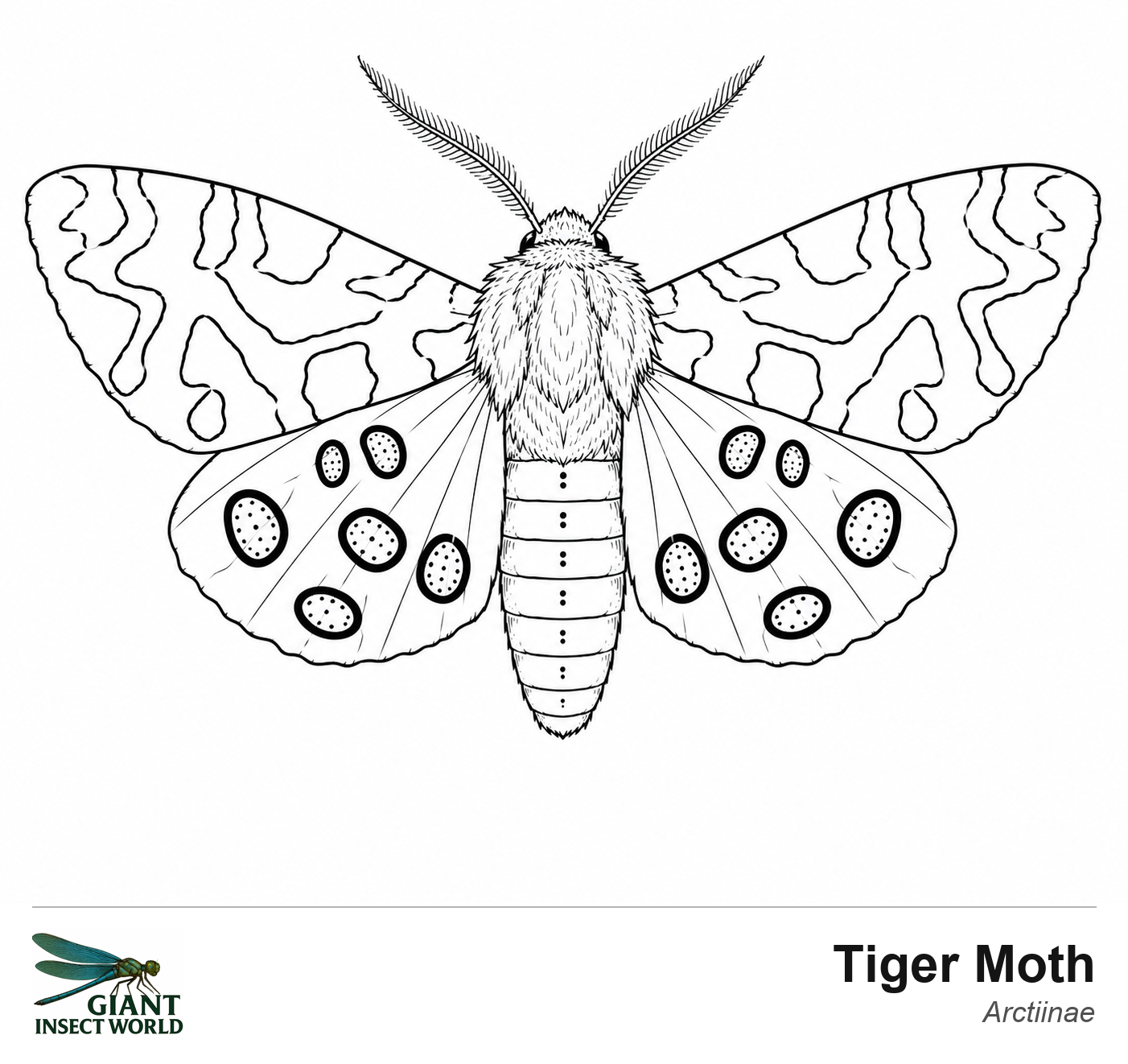 Colouring insects